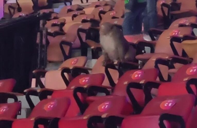 Monkey finds its way into attendance at low-key India Open